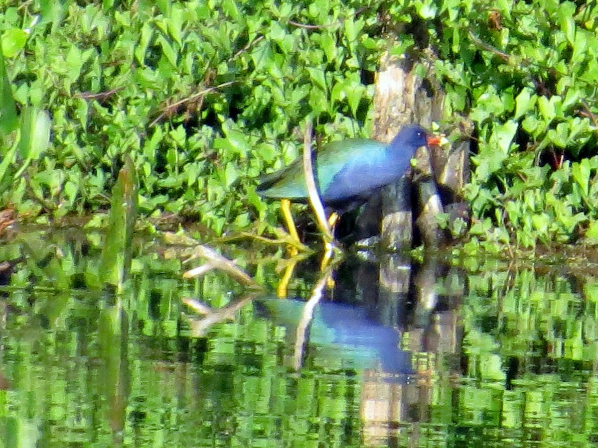 Purple Gallinule - ML47730401