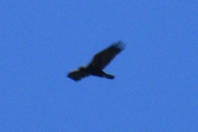 Golden Eagle - ML477304031