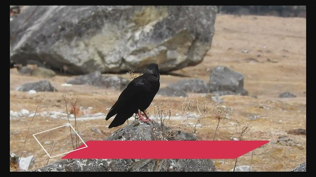 Red-billed Chough - ML477304491