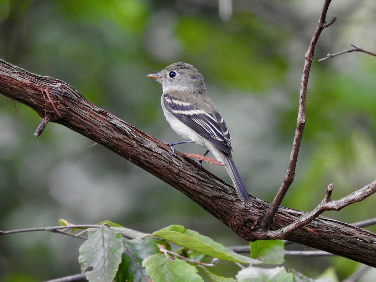 Least Flycatcher - ML477304581