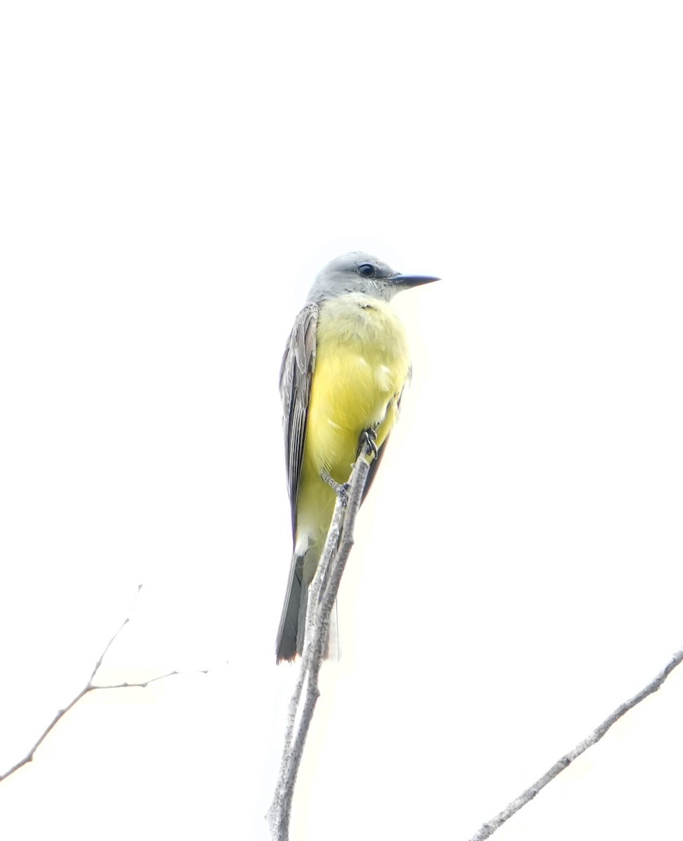 Tropical Kingbird - Pete Sole