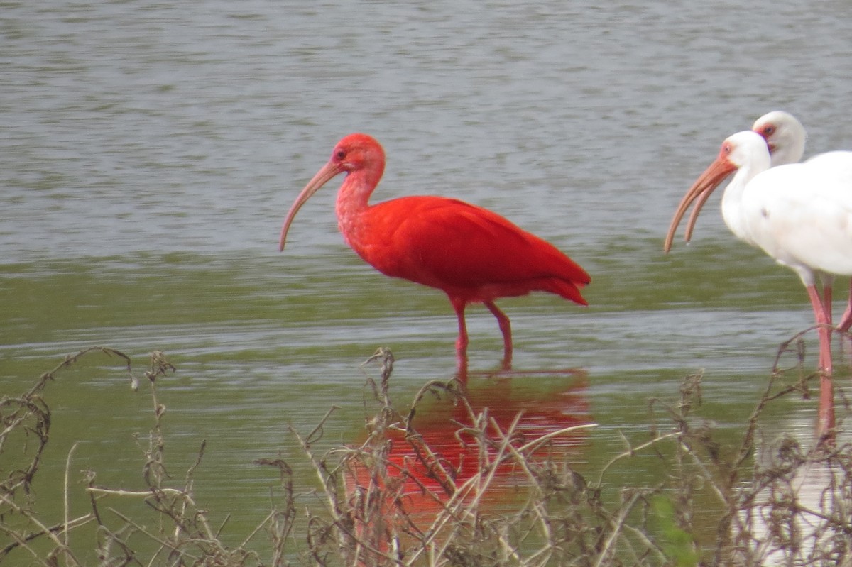 ibis rudý - ML47730591