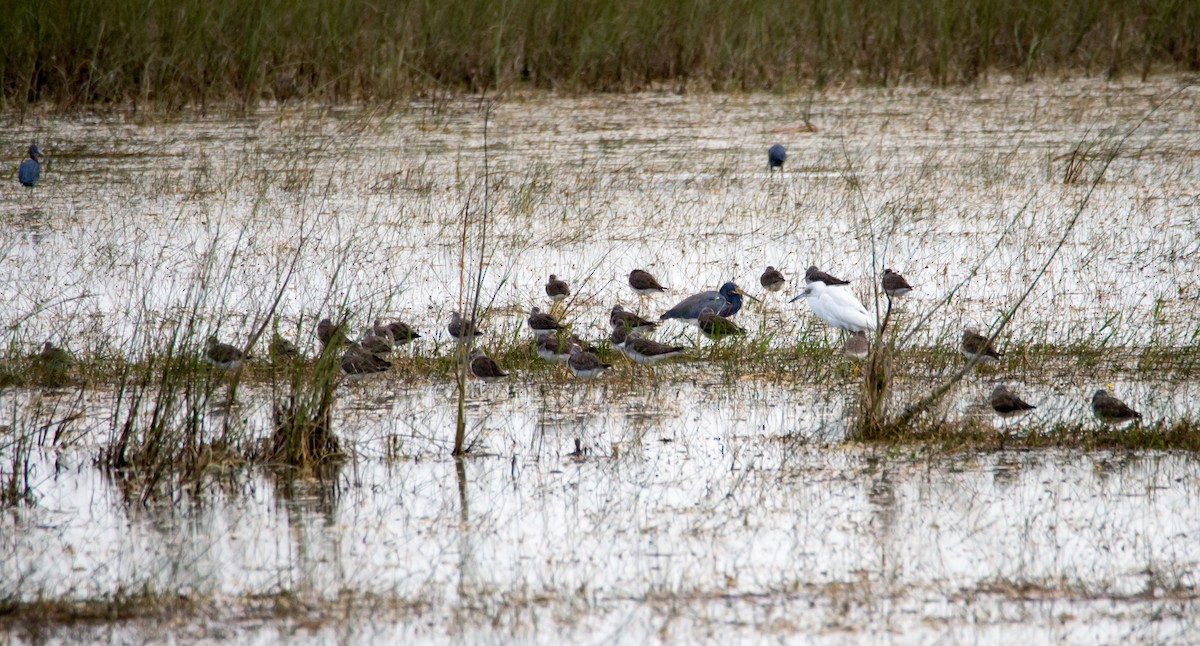 Greater Yellowlegs - ML47730611