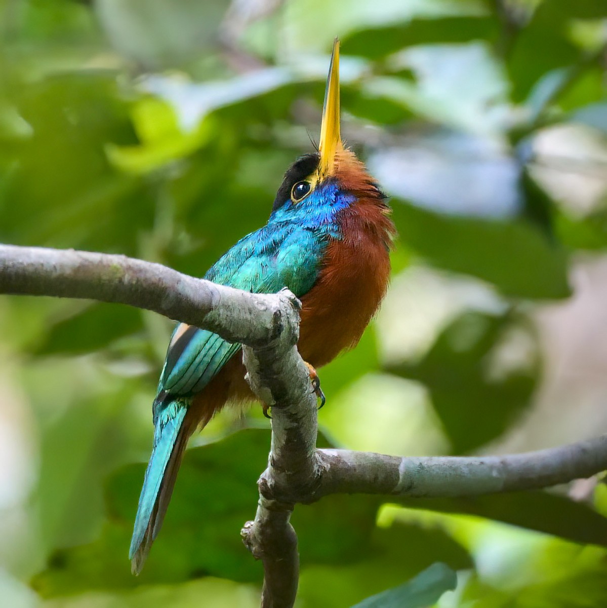 Blue-cheeked Jacamar - Mike Melton