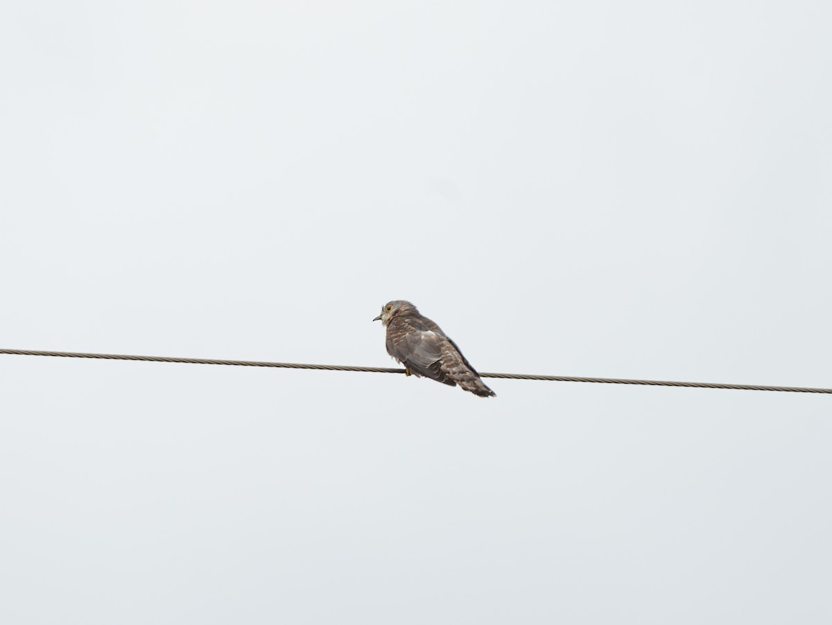 Common Hawk-Cuckoo - Sujit Nair