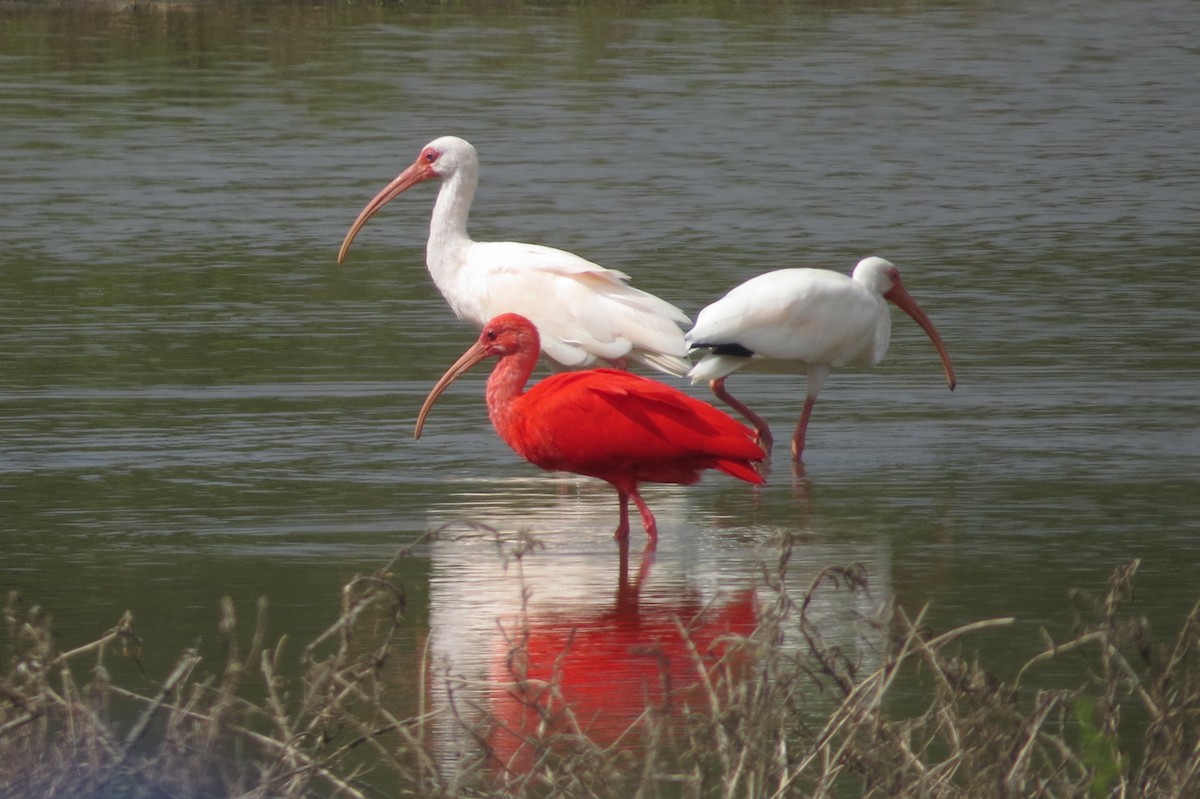 ibis rudý - ML47730671