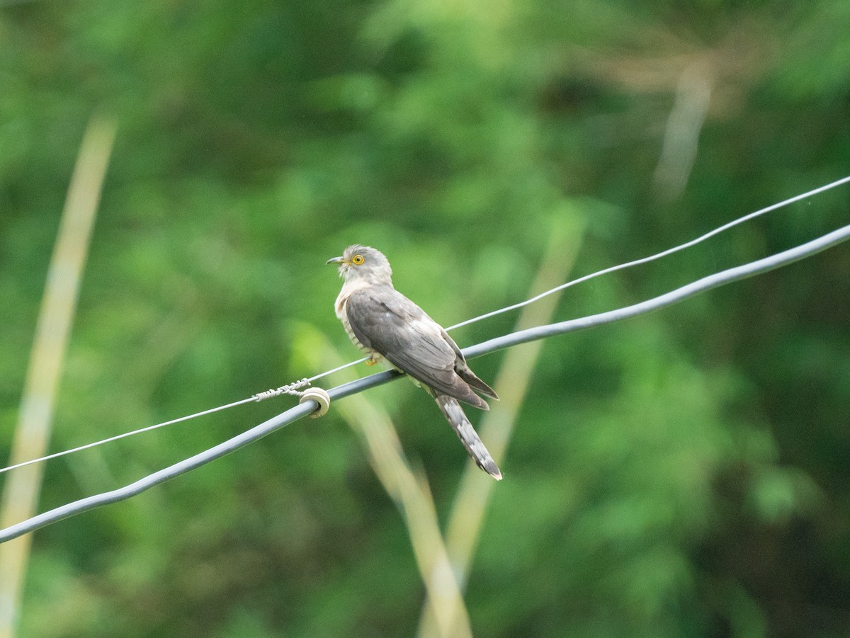 Common Hawk-Cuckoo - Sujit Nair