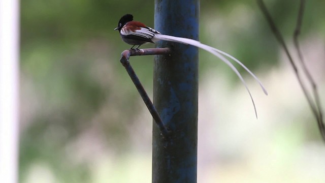 African Paradise-Flycatcher - ML477307