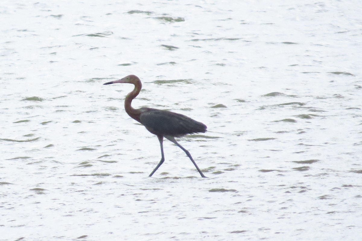 Reddish Egret - ML47730711