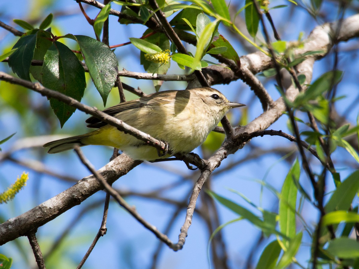 Palm Warbler - Larry York