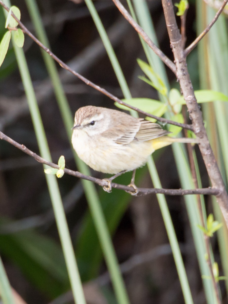 Palm Warbler - Larry York