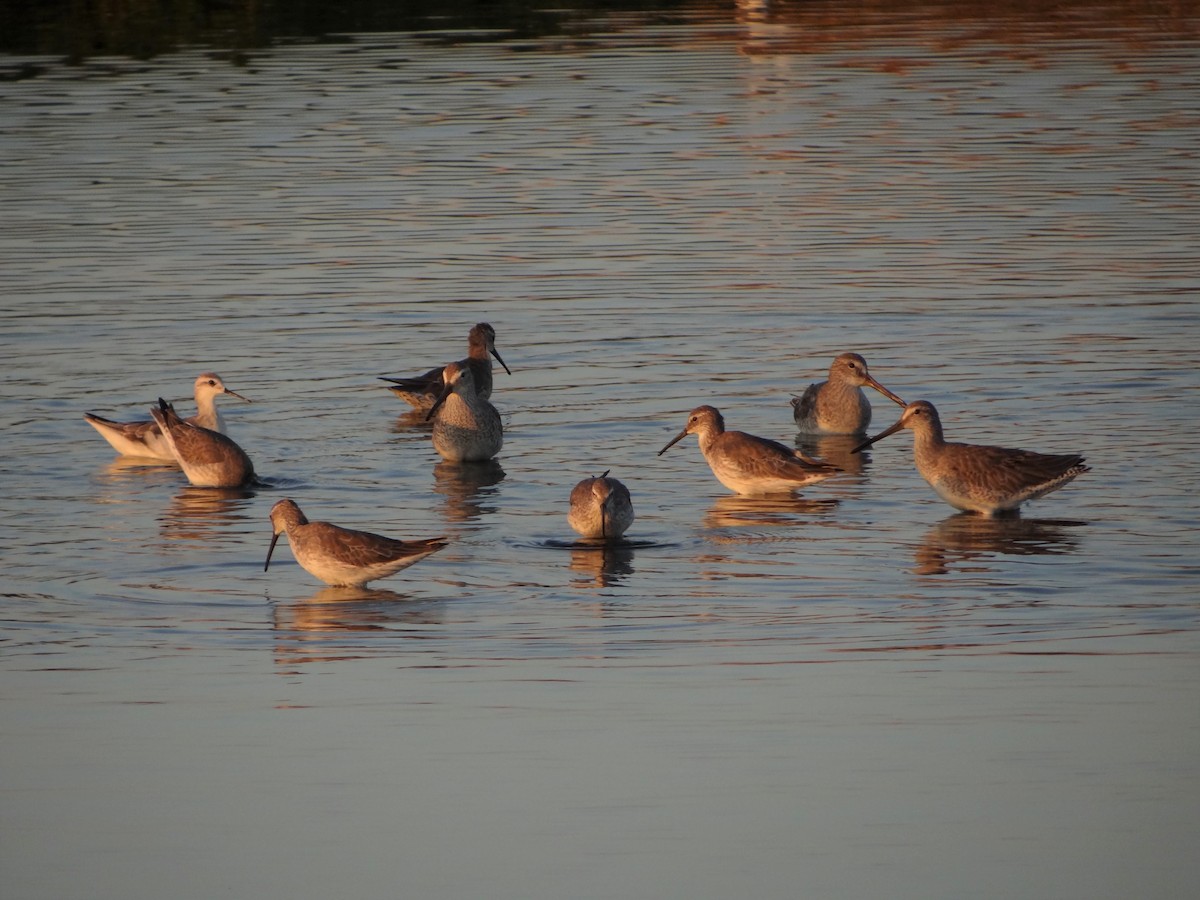 Wilson's Phalarope - ML47730951