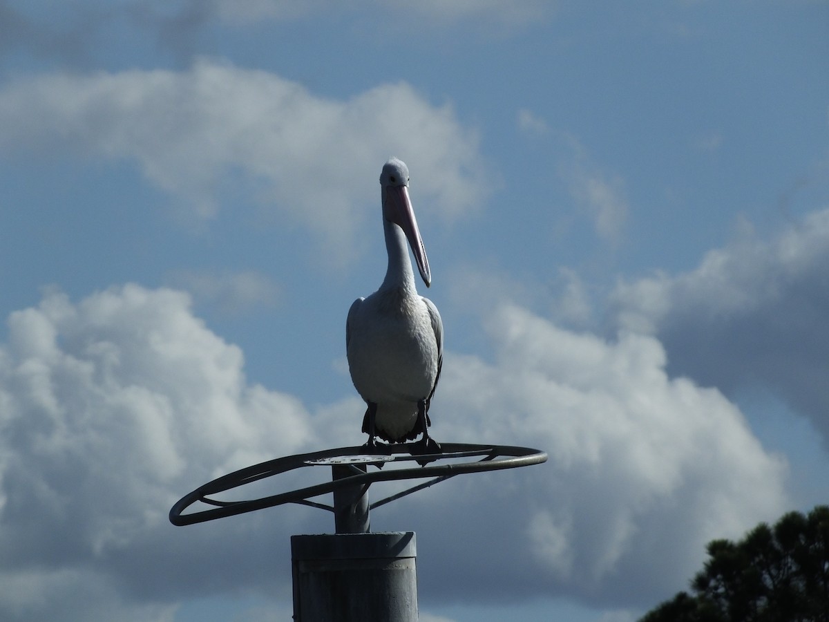 Australian Pelican - Roy  Durre