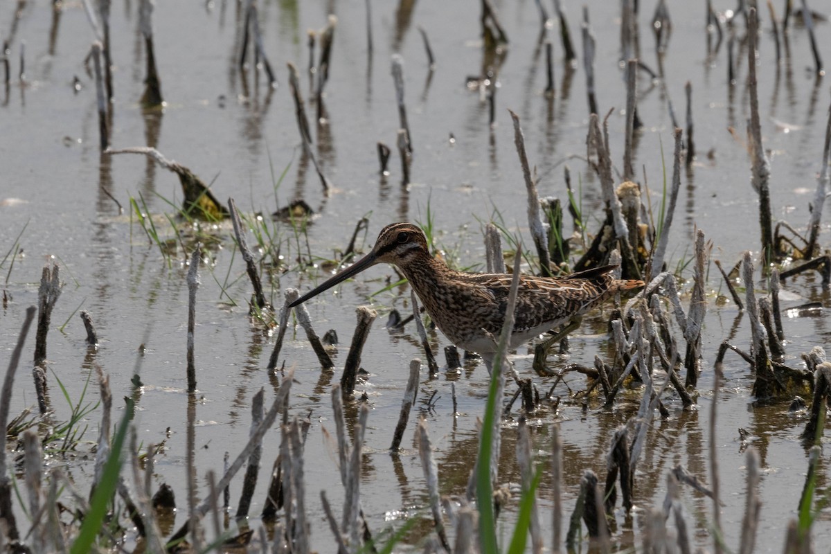 Wilson's Snipe - ML477310081