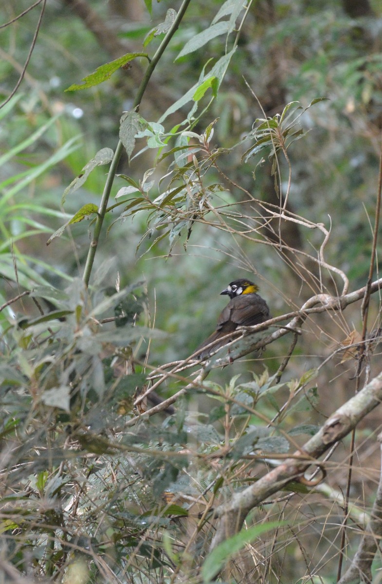 White-eared Ground-Sparrow - ML477310321