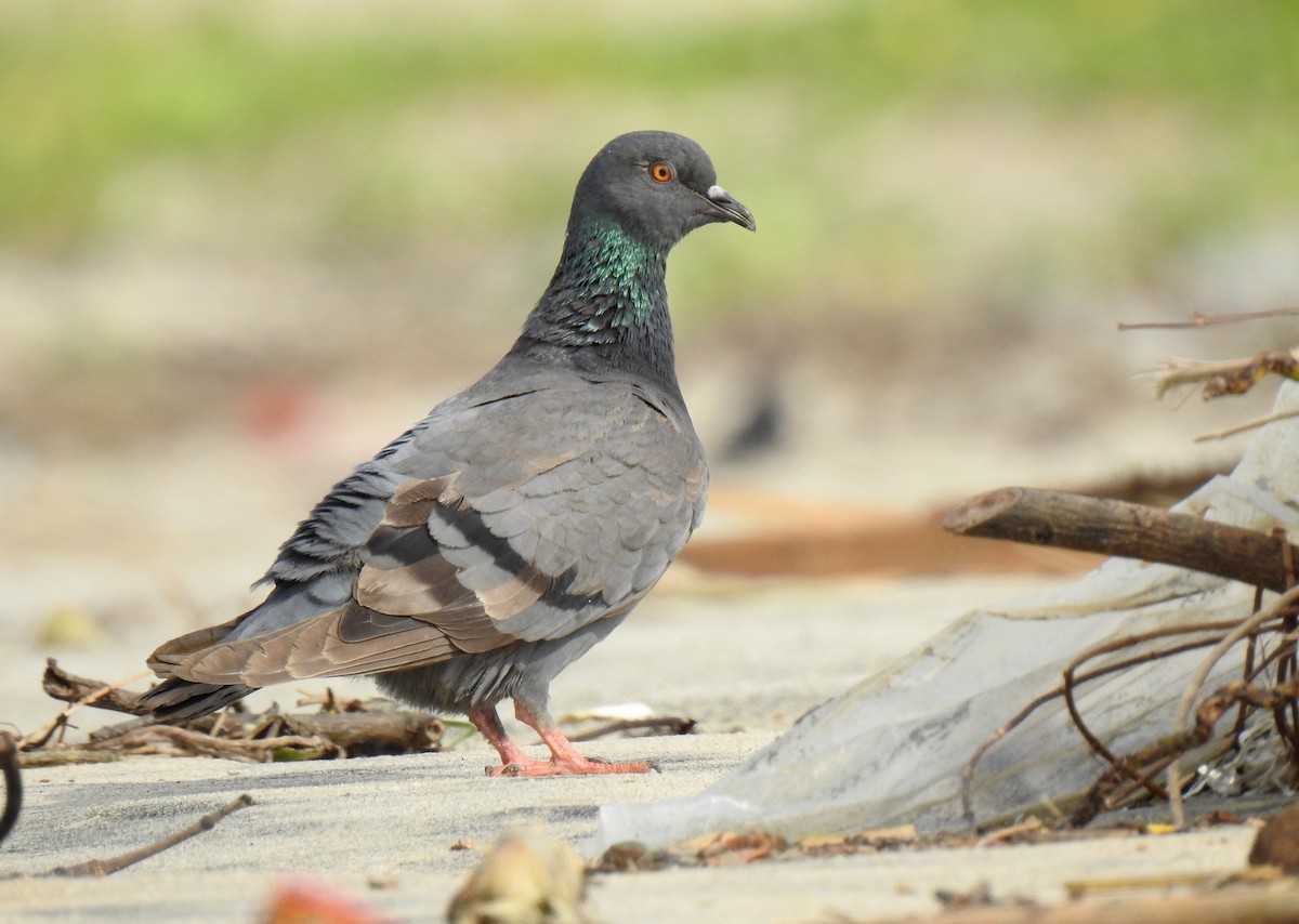 Rock Pigeon (Feral Pigeon) - ML477310811