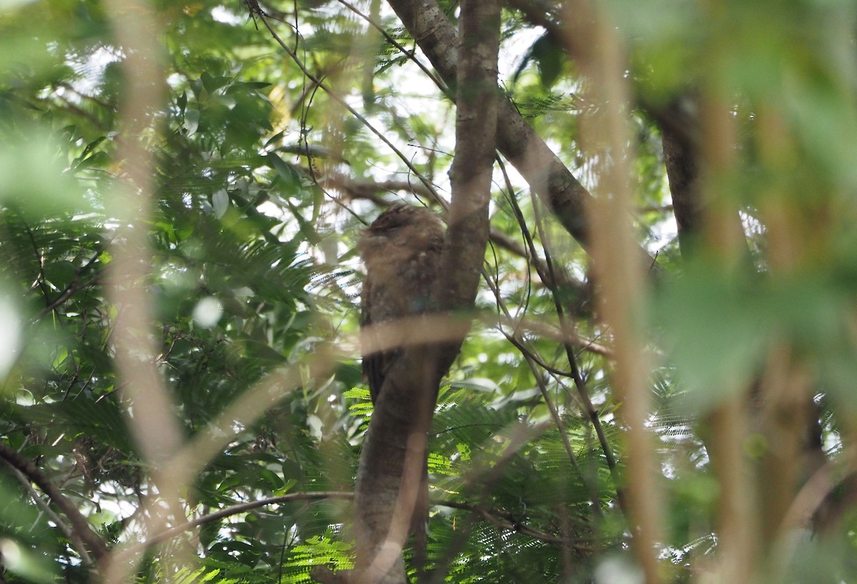 Papuan Frogmouth - ML477310961