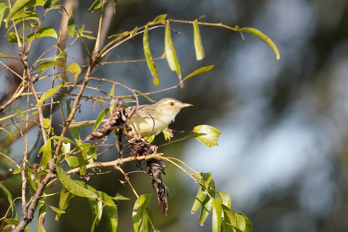 Plain Prinia - ML477311551