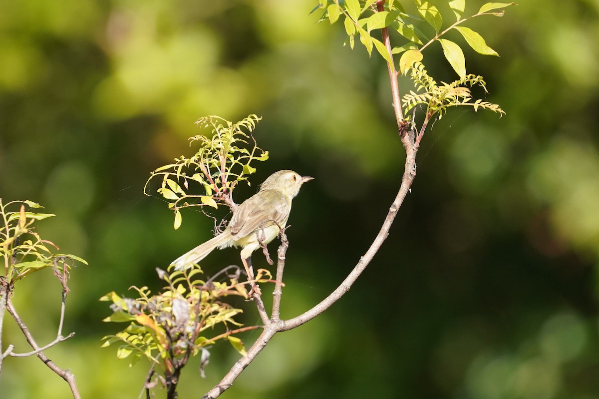 Plain Prinia - ML477311631