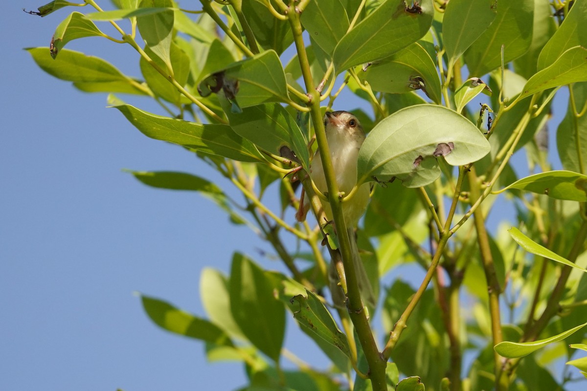 Plain Prinia - ML477311641