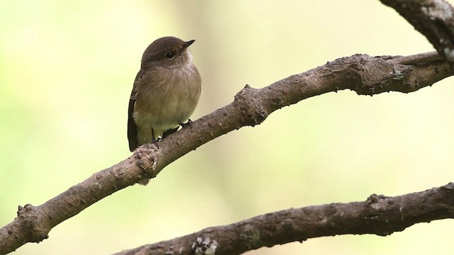 African Dusky Flycatcher - ML477312