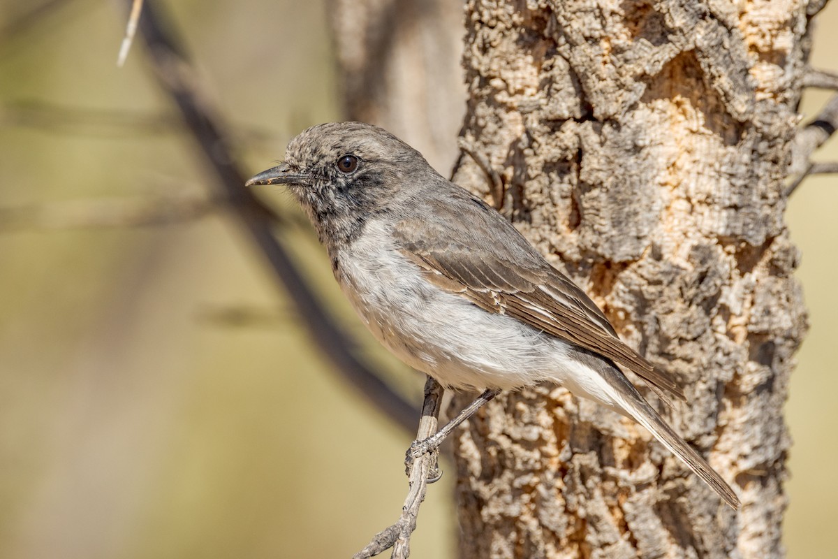 Petroica Encapuchada - ML477312391