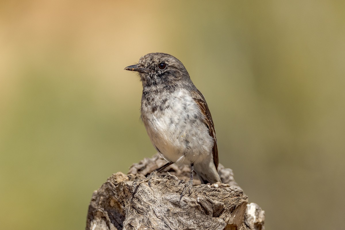 Petroica Encapuchada - ML477312401