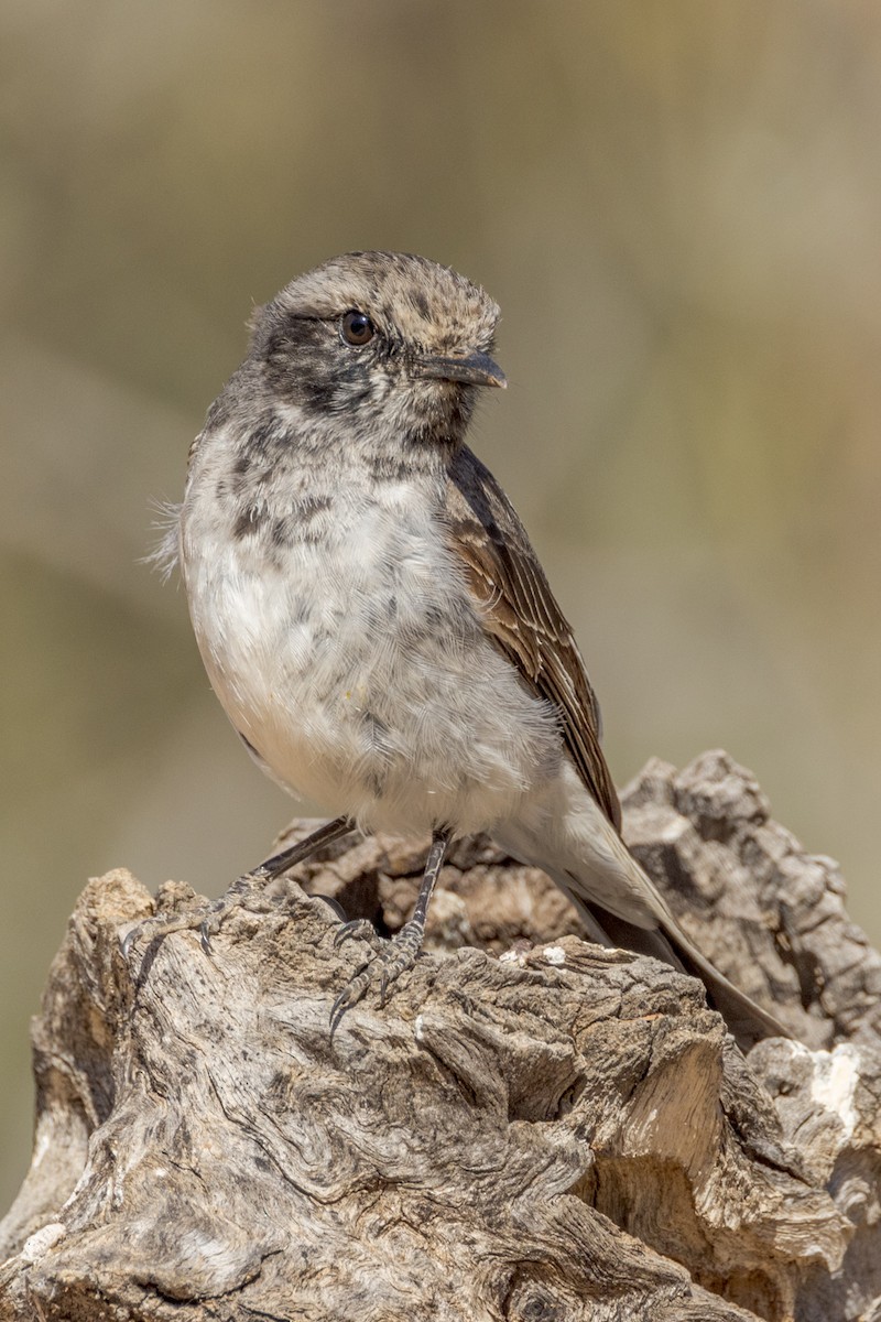 Hooded Robin - ML477312411