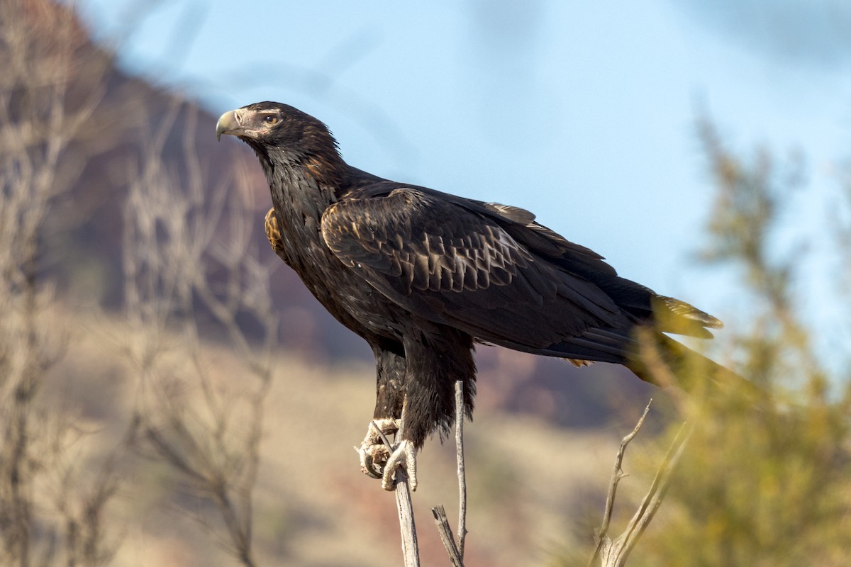 Wedge-tailed Eagle - ML477313221