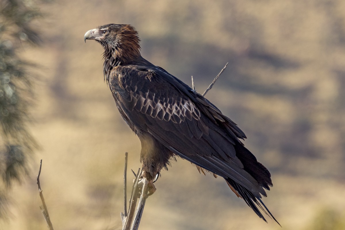 Wedge-tailed Eagle - ML477313241