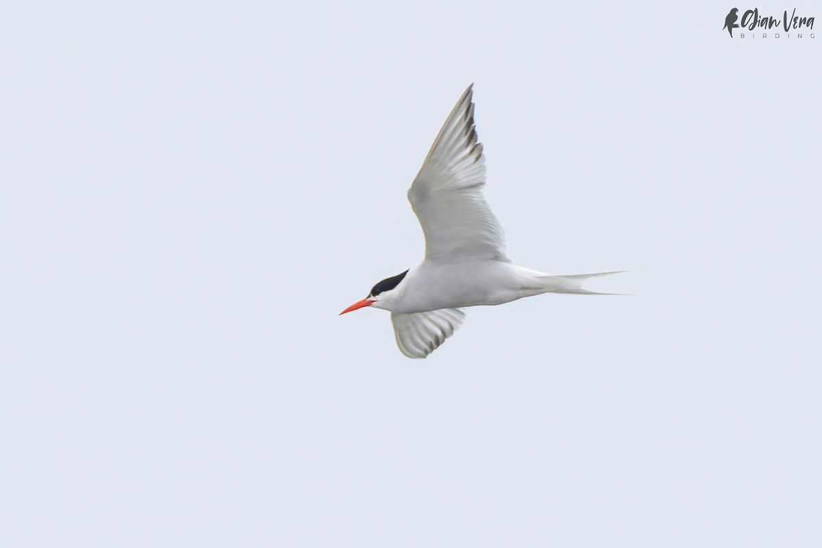 South American Tern - ML477313721