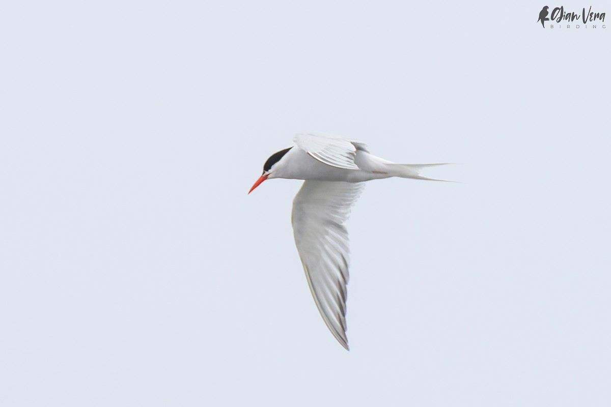 South American Tern - ML477313751