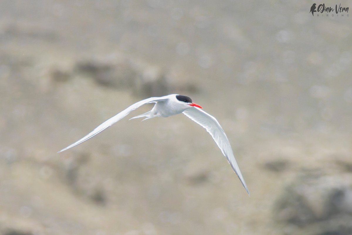 South American Tern - ML477313841