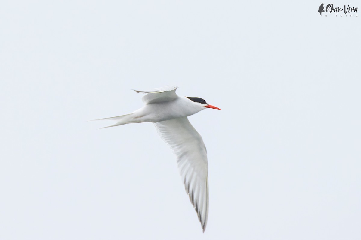 South American Tern - ML477313861