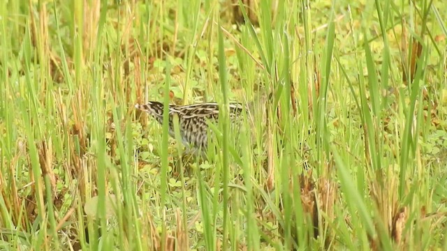 Pin-tailed Snipe - ML477315831