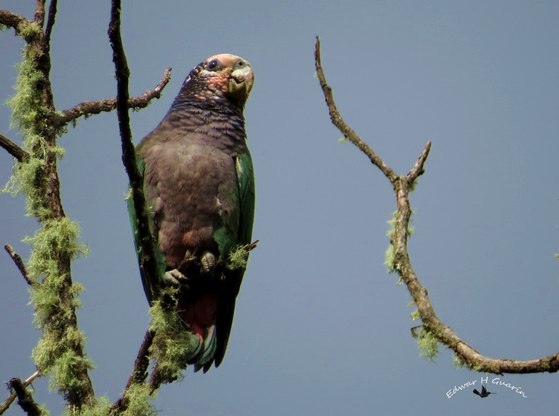 バラガシラインコ - ML47731651