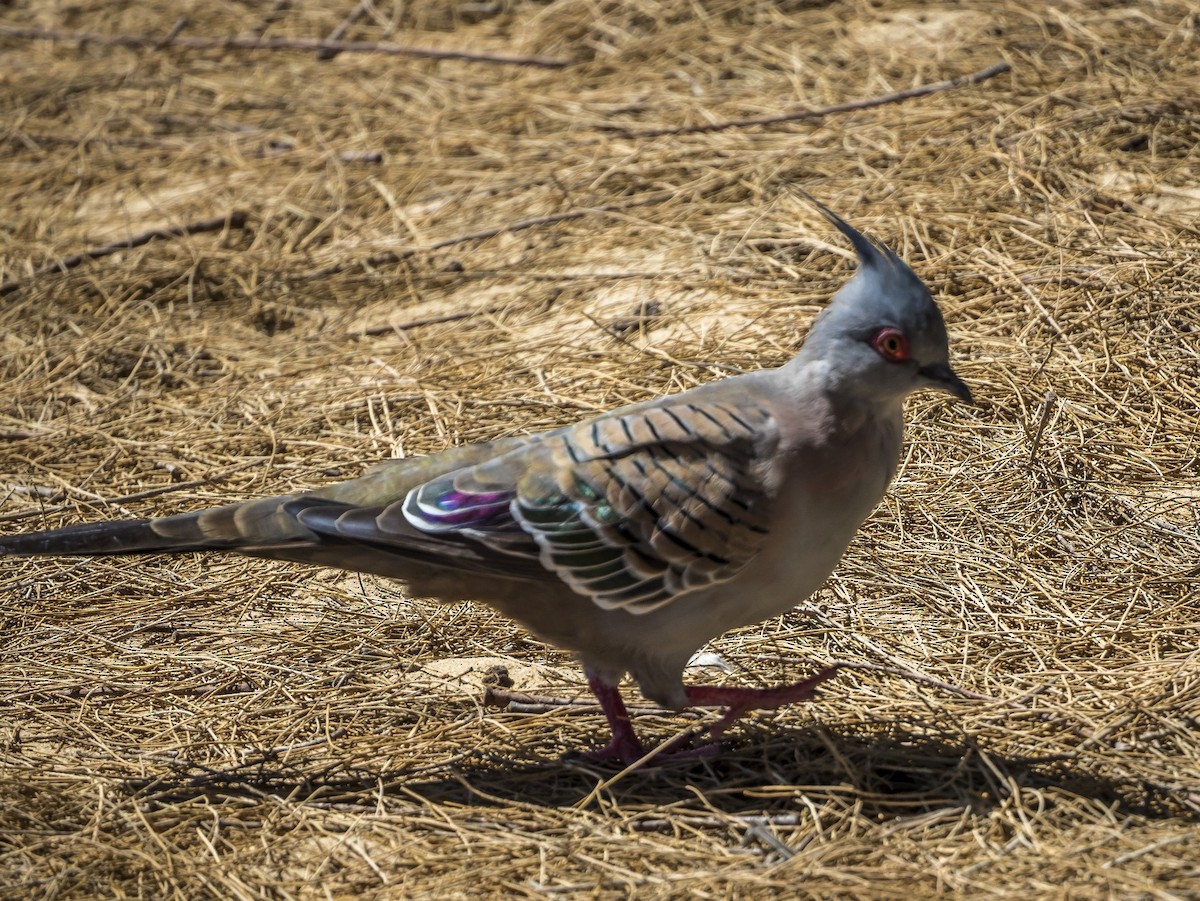 Crested Pigeon - Megan Howard