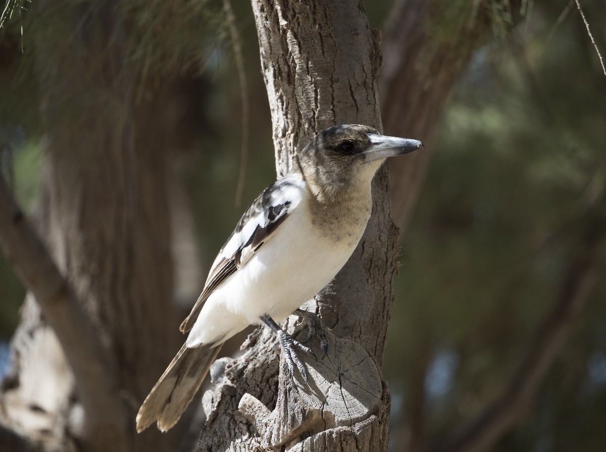 Pied Butcherbird - ML477316741