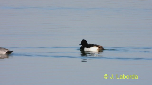 Tufted Duck - ML477318811