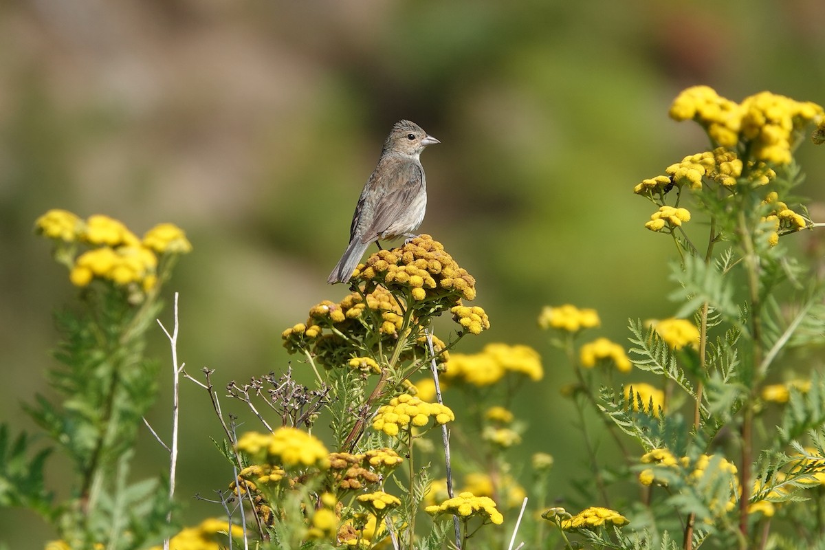 Indigo Bunting - ML477319111