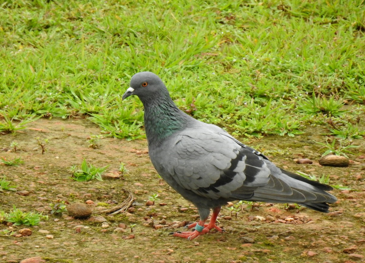 Rock Pigeon (Feral Pigeon) - ML477320151