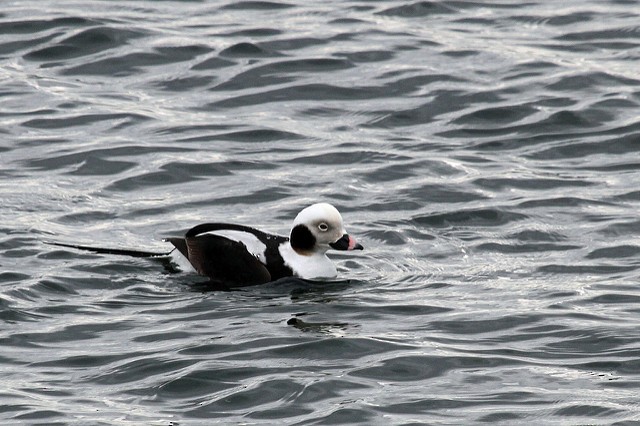 Long-tailed Duck - Jeffrey Offermann