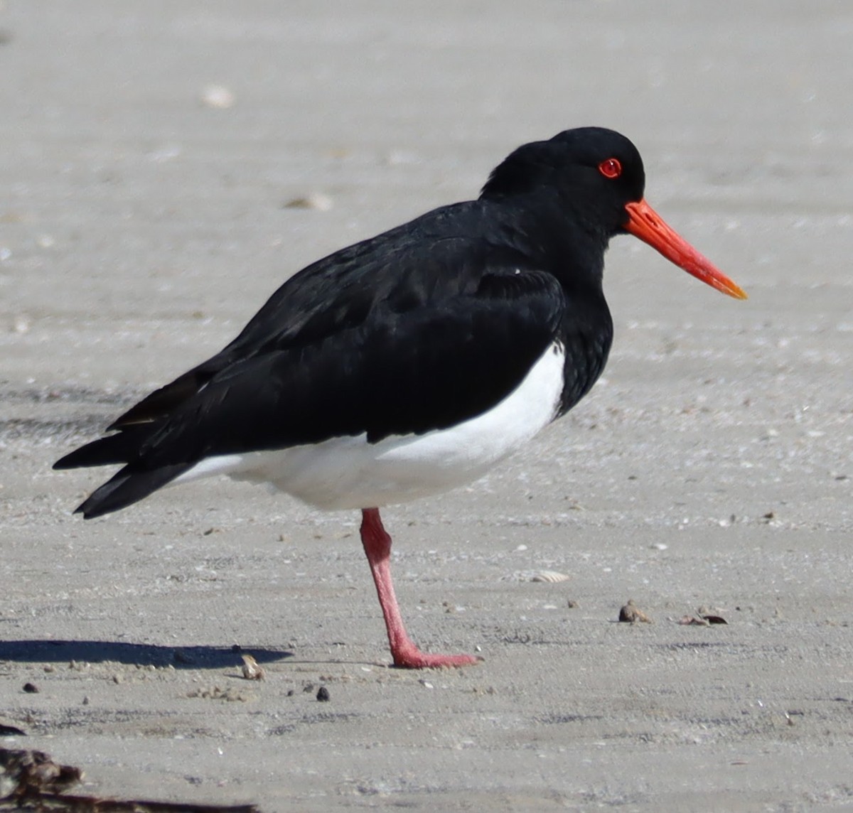 Pied Oystercatcher - ML477321411