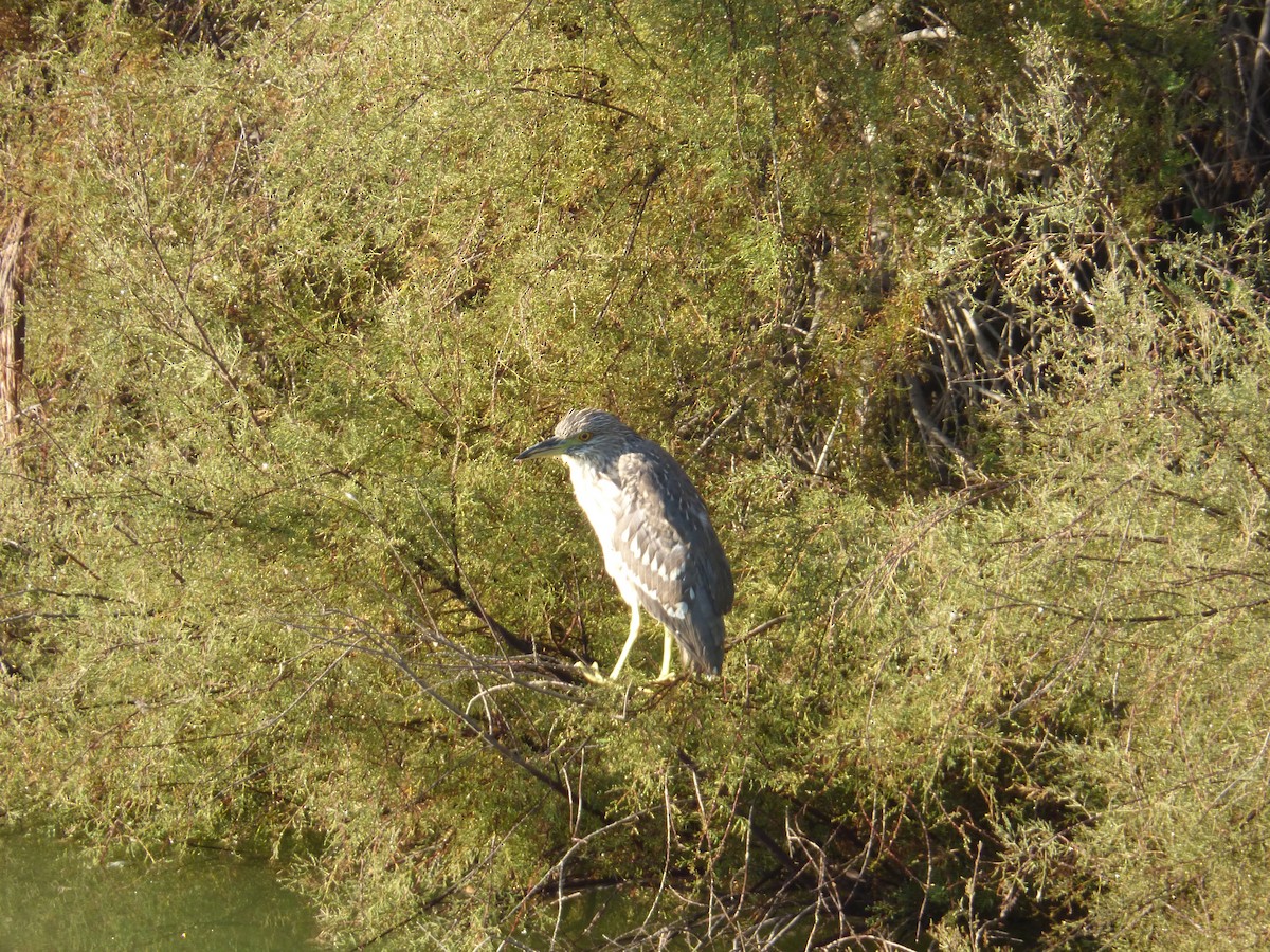 Black-crowned Night Heron - ML477321661