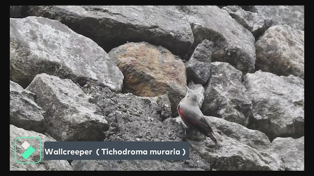 Wallcreeper - ML477322711