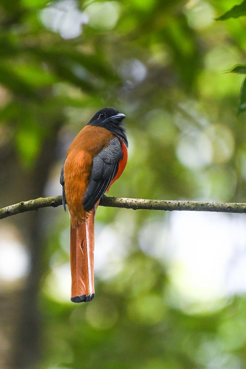 Malabar Trogon - ML477322781