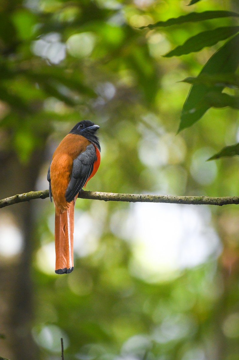 Malabar Trogon - ML477322791