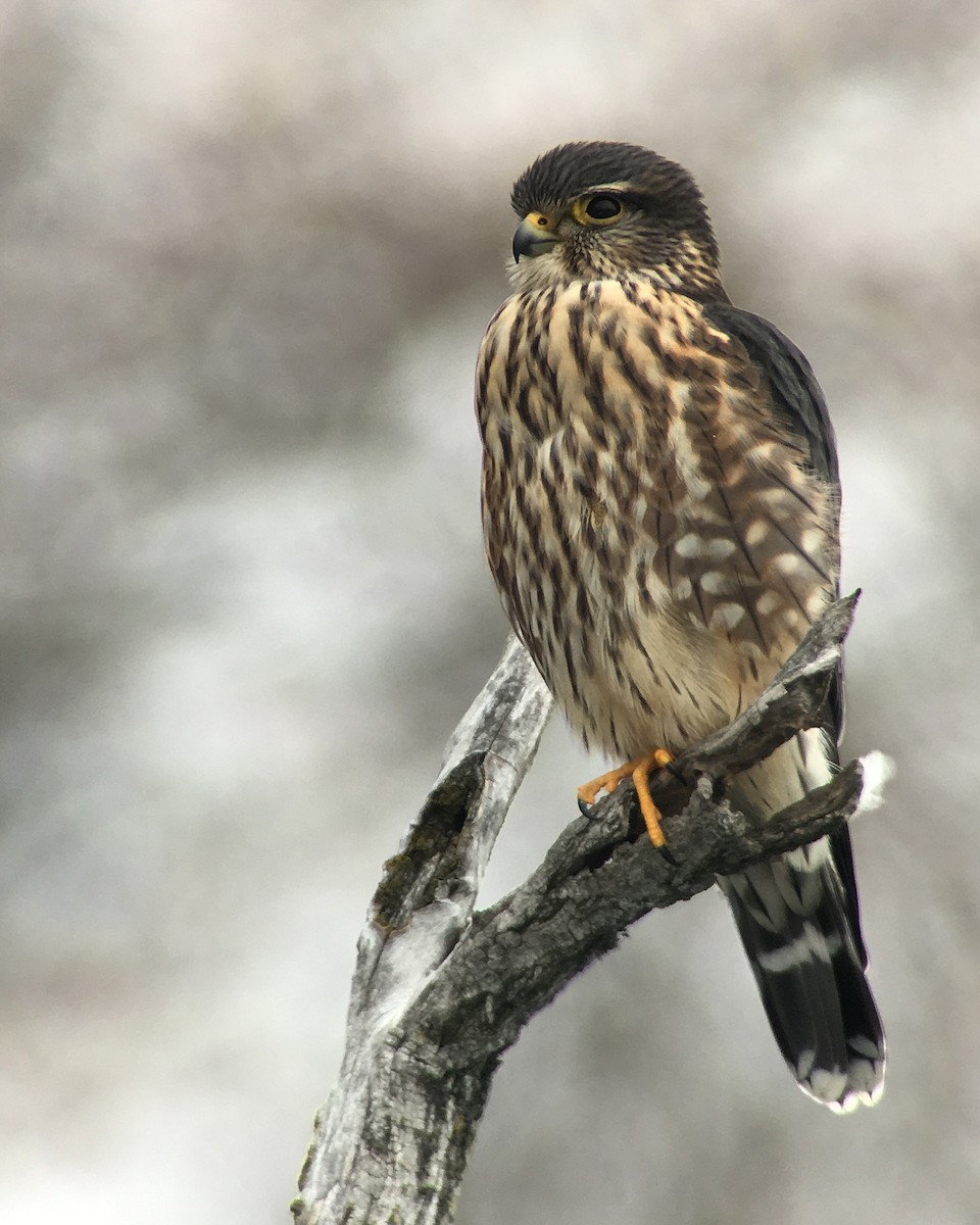 Merlin (Taiga) - Tim Lenz