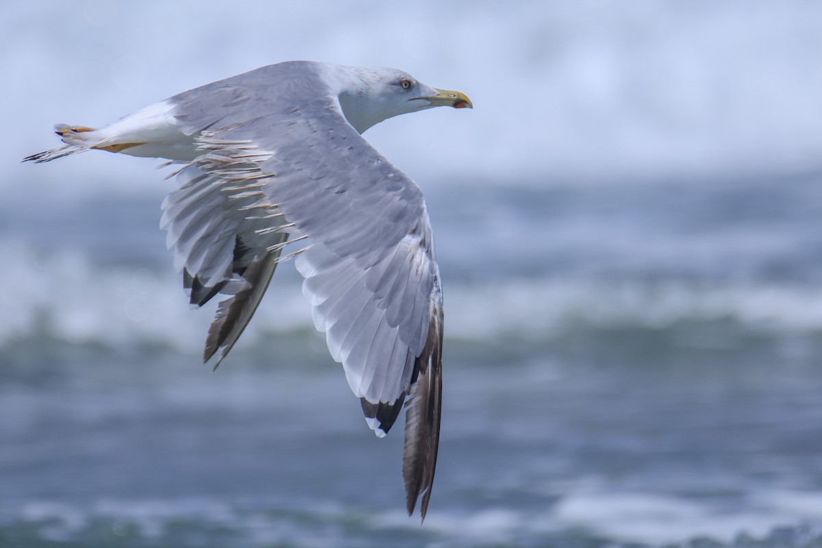 Armenian Gull - ML477324291