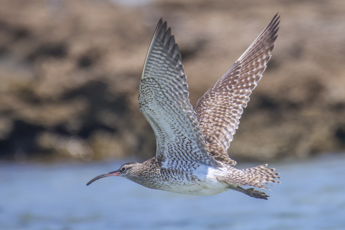 Whimbrel (European) - דויד סבן